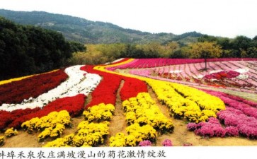 南农大菊花研发成果助力花海经济发展