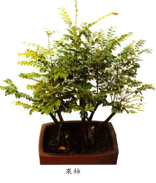 小叶紫檀盆景怎么养护繁殖的方法