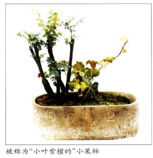 小叶紫檀盆景怎么养护繁殖的方法