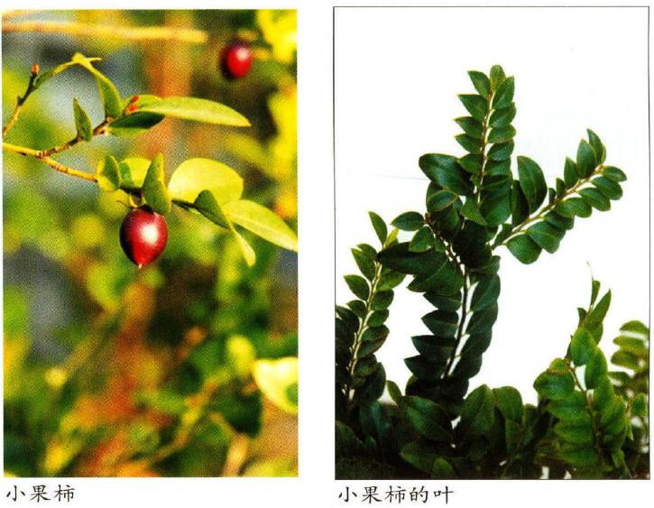 小叶紫檀盆景怎么养护繁殖的方法