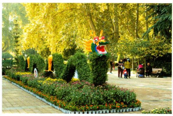 郑州市人民公园举办彩菊暖秋菊花展