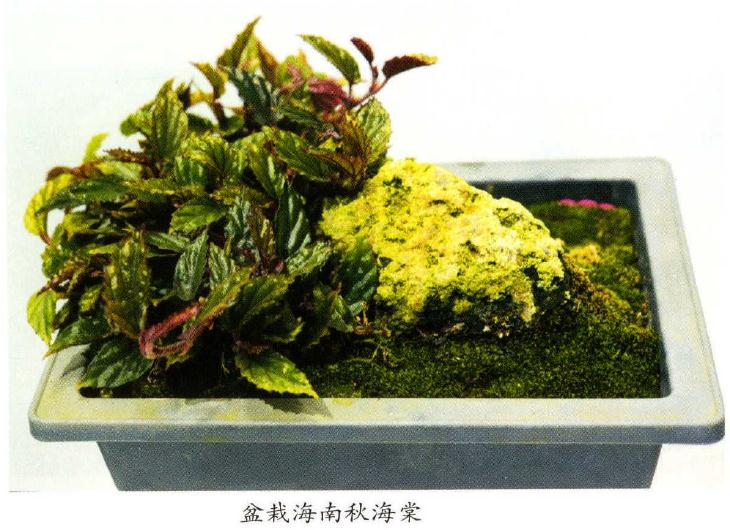 国产秋海棠属植物怎么保护的方法