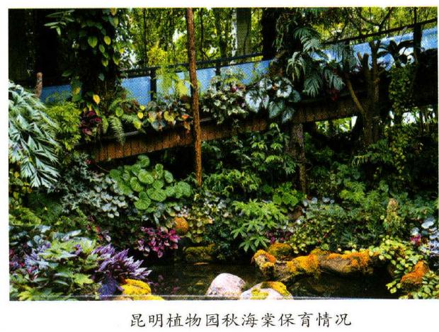 国产秋海棠属植物怎么保护的方法