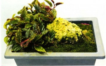 国产秋海棠属植物怎么保护的方法