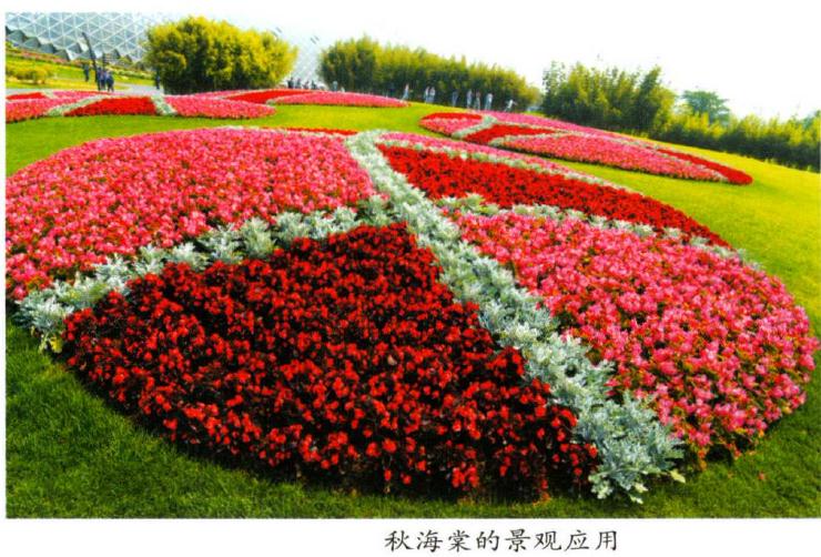 国产秋海棠属植物怎么应用的方法