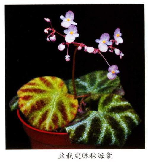 国产秋海棠属植物怎么应用的方法