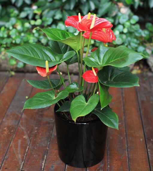 红掌潮汐灌溉条件下病害发生特点