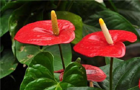 红掌潮汐灌溉条件下病害防治