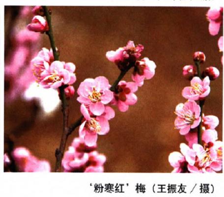 对梅花现行单瓣栽培群的适当拆分与归并