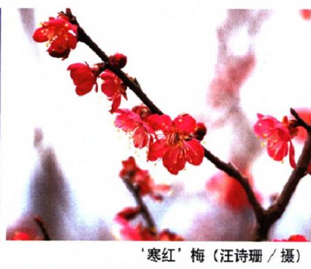 对梅花现行单瓣栽培群的适当拆分与归并