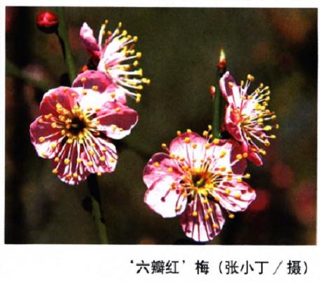 就梅花单瓣品种对现行个栽培群作的分析