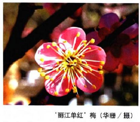 就梅花单瓣品种对现行个栽培群作的分析