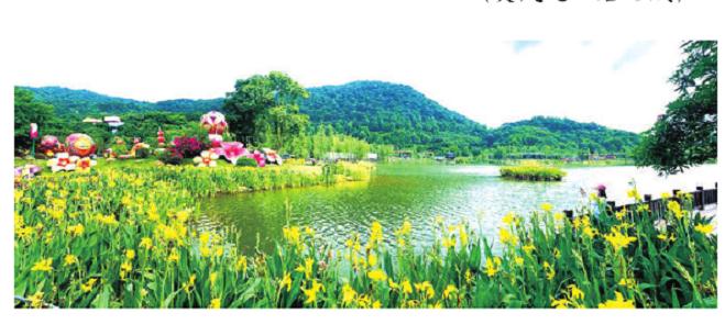 广西南宁展出近8万株水生花卉