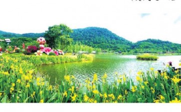 广西南宁展出近8万株水生花卉