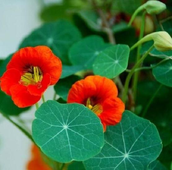 旱金莲怎么花期调控和整型修剪的方法