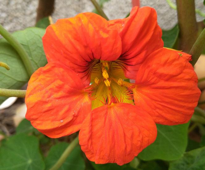 旱金莲怎么病虫害防治的方法