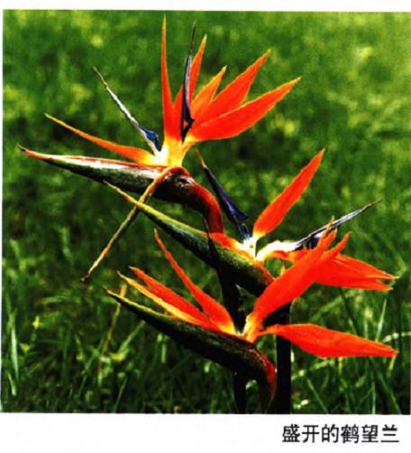 鹤望兰怎么播种分株的2个繁殖方法
