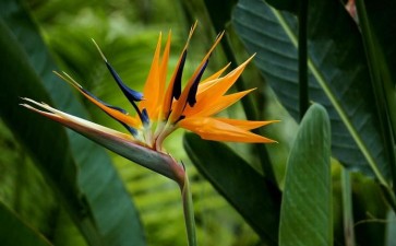 2020年 台湾蝴蝶兰滞销严重