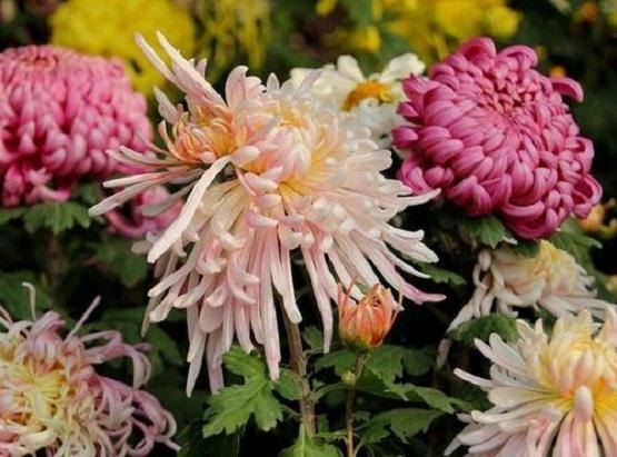 江浙地区切菊花怎么虫害防治的方法