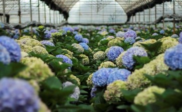 云南航空业为花卉业发展插上金翅膀