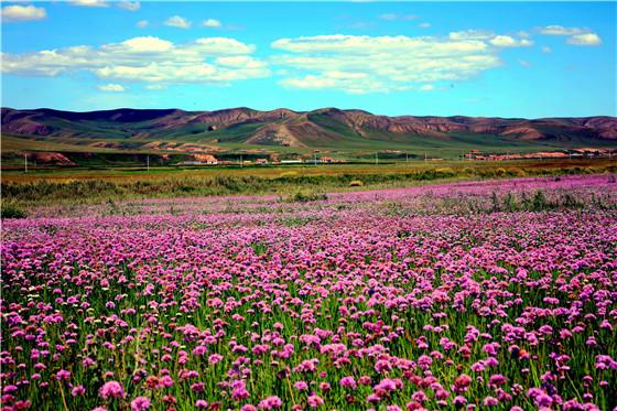 运力资源扼住云南花卉物流命脉前20年