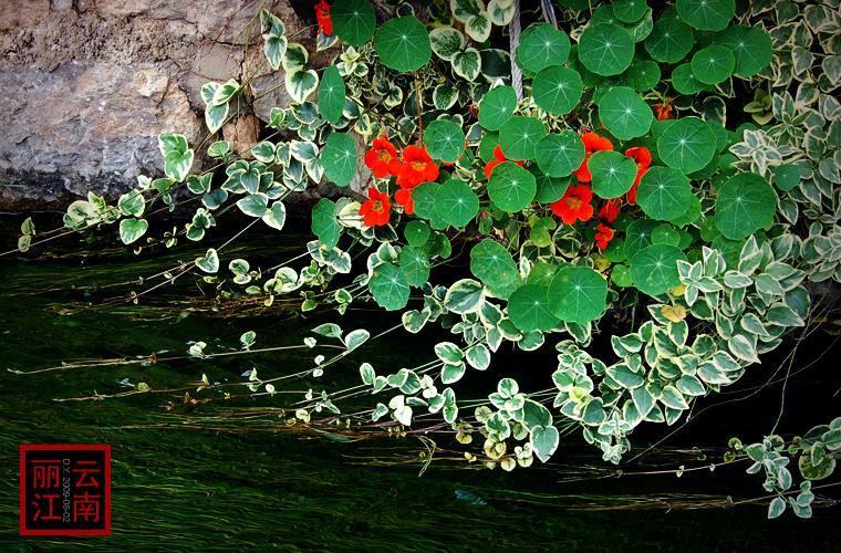 运力资源扼住云南花卉物流命脉前20年