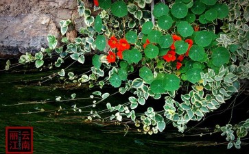 运力资源扼住云南花卉物流命脉前20年