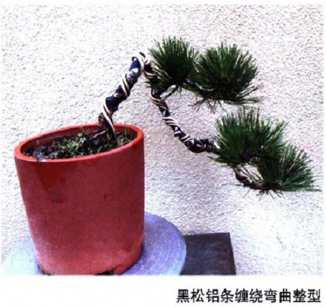 盆景整型中干怎么弯曲