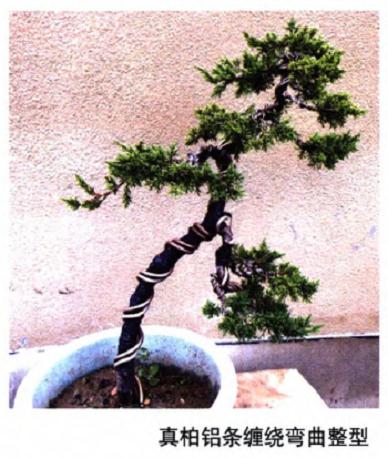 盆景整型中干怎么弯曲