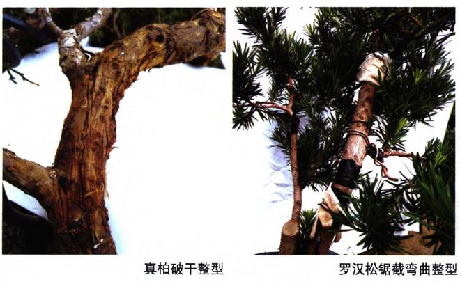 盆景整型中干怎么弯曲