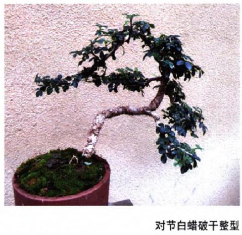 盆景整型中干怎么弯曲