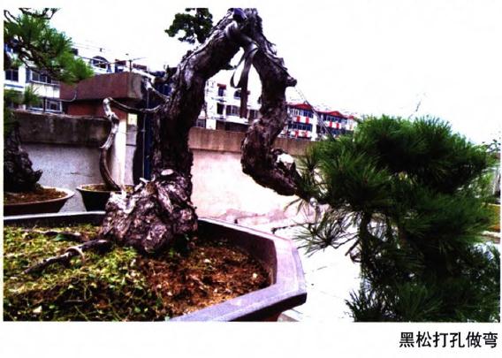 盆景整型中干怎么弯曲