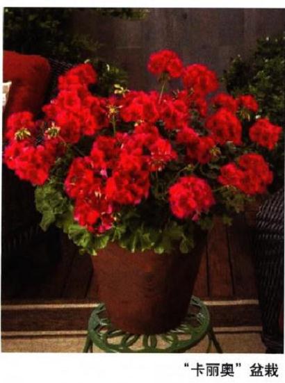 天竺葵怎么基质配制和移栽的方法