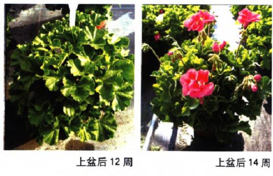 天竺葵怎么缓苗