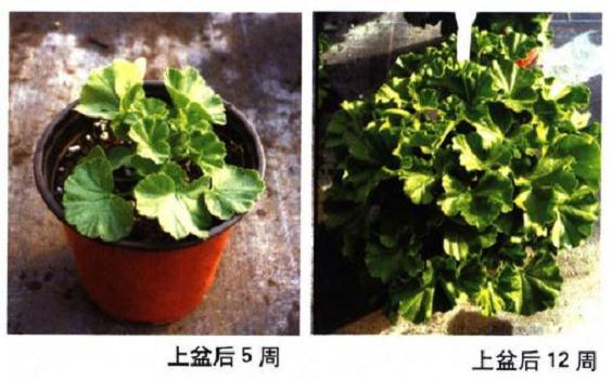 天竺葵怎么缓苗