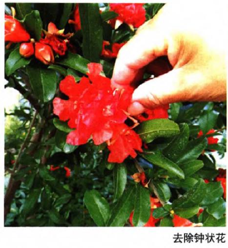 夏季庭院石榴盆景怎么人工辅助授粉