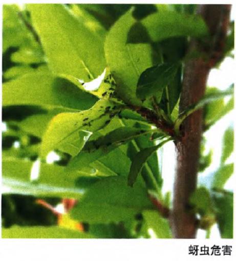 石榴盆景怎么病虫害防治的方法