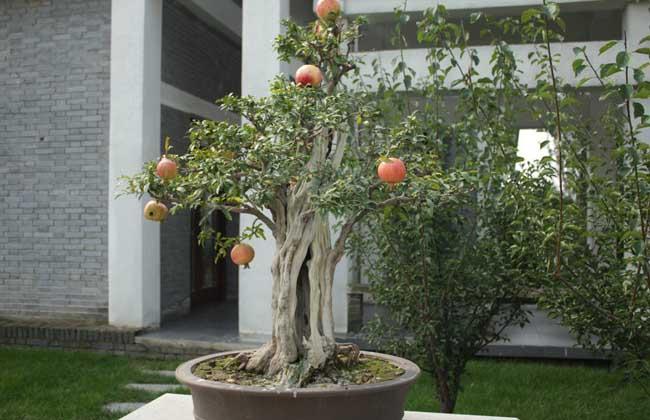 石榴盆景修剪整型并适度疏果