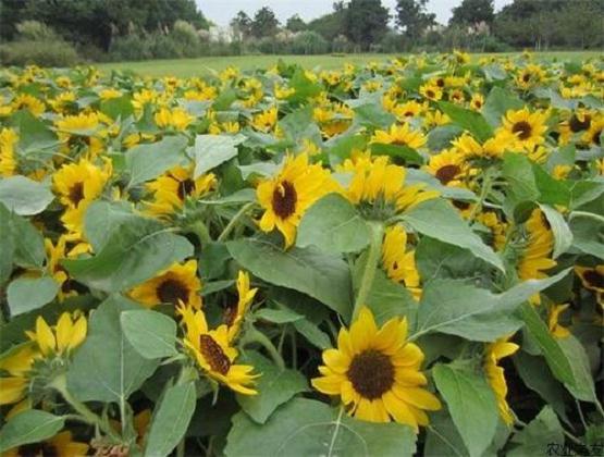 向日葵怎么病虫害防治