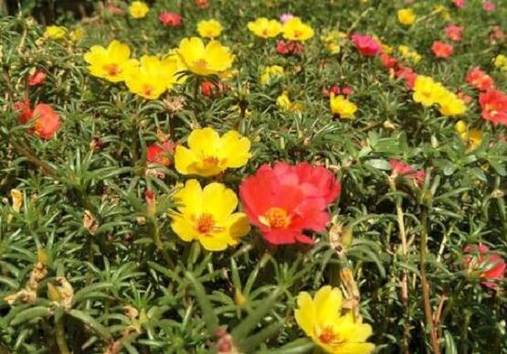 向日葵怎么病虫害防治