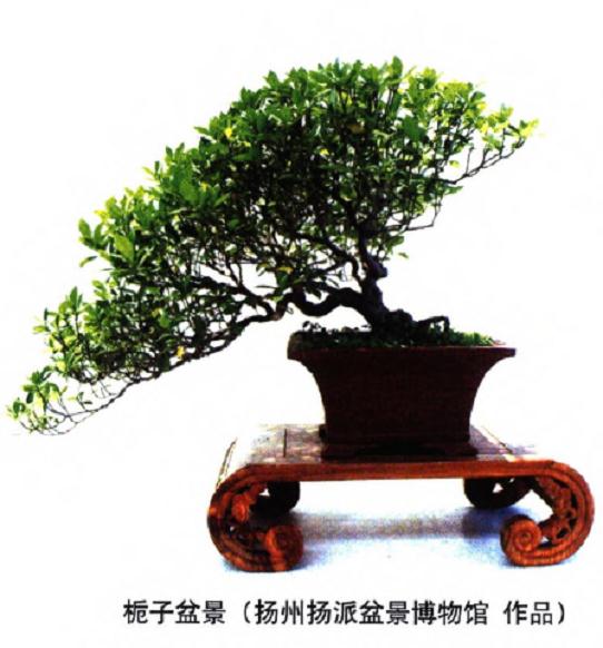 栀子盆景怎么制作造型