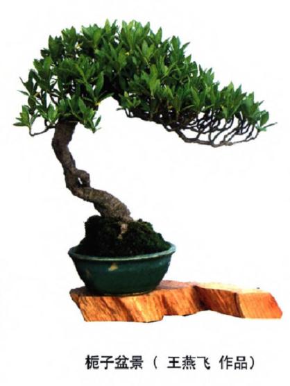 栀子盆景怎么制作造型