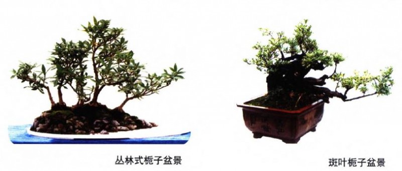 栀子盆景怎么浇水施肥的3个方法