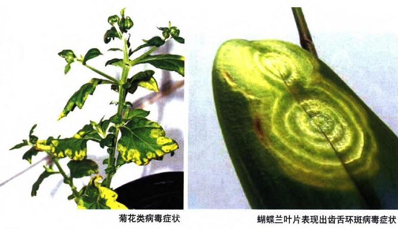 为什么植物病毒对人类无害