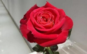 2020年10月 玫瑰行情走势分析