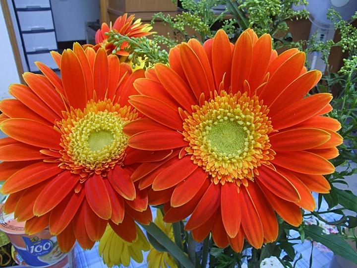 2020年10月 非洲菊行情走势分析