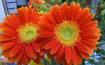 2020年10月 非洲菊行情走势分析