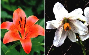 北京市农林国家百合种质资源库