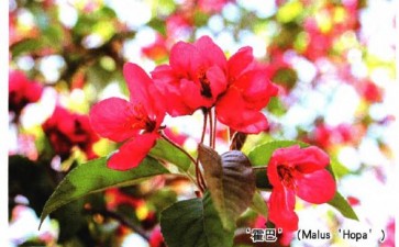 北京植物园国家海棠种质资源库