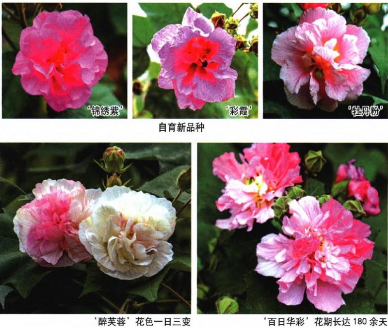 成都市植物园国家芙蓉种质资源库